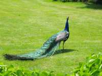 P�f�gel i parken