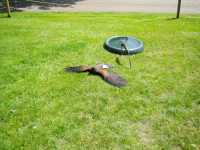 Jaktf�gel vilar sig