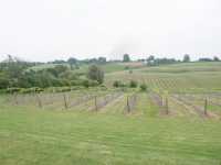 Med utsikt �ver vinrankorna