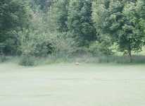 Fasan p� golfbanan