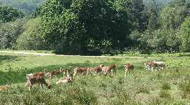 Rådjur och hjortar i New Forest