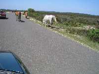 Hästar blockerar vägen