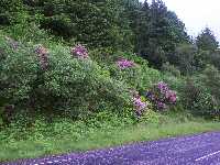 Berg kl�dda i Rhododendron