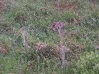 Tisteln som �r Skottlands nationalblomma