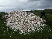 EN enorm h�g med sn�ckskal