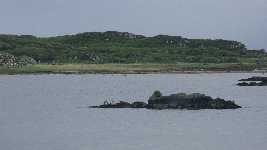 EN enorm h�g med sn�ckskal